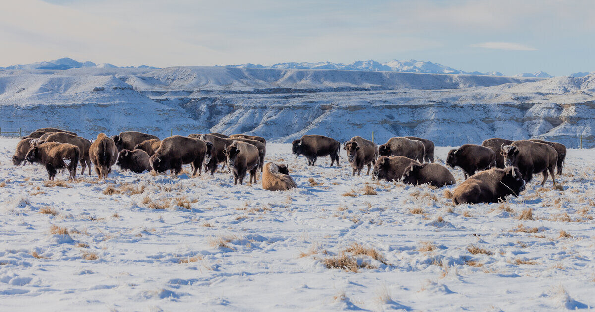 Ancestral Memories: Restoring Ecosystems and… | Bezos Earth Fund